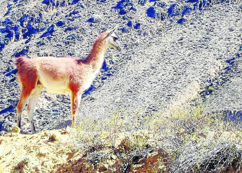 Guanacos en Huancavelica  están por extinguirse