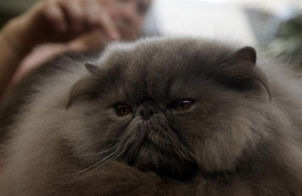 VI Exposición Internacional Felina: Conoce a los gatos participantes (FOTOS)