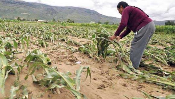Seguro agrario indemnizó con 963 mil soles a agricultores de Huánuco