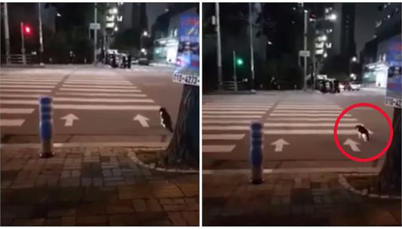 YouTube: astuto gato impacta al esperar la luz verde para cruzar (VIDEO)