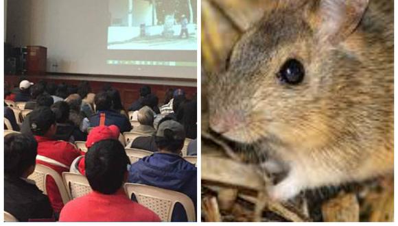 Cusco: Comparten experiencias sobre el control de roedores frente a posibles estragos por 'El Niño'