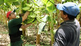 Tumbes: 300 hectáreas de plátano y limón corren el riesgo de perderse
