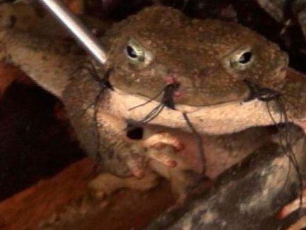 Hallan sapo vivo y con la boca cosida en una tumba