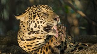 Dos jaguares invaden zoológico y provocan la muerte de 172 flamencos en Brasil (FOTOS)