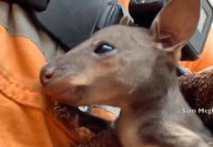 Impresionante rescate de bombero a canguro bebé de incendios forestales en Australia 