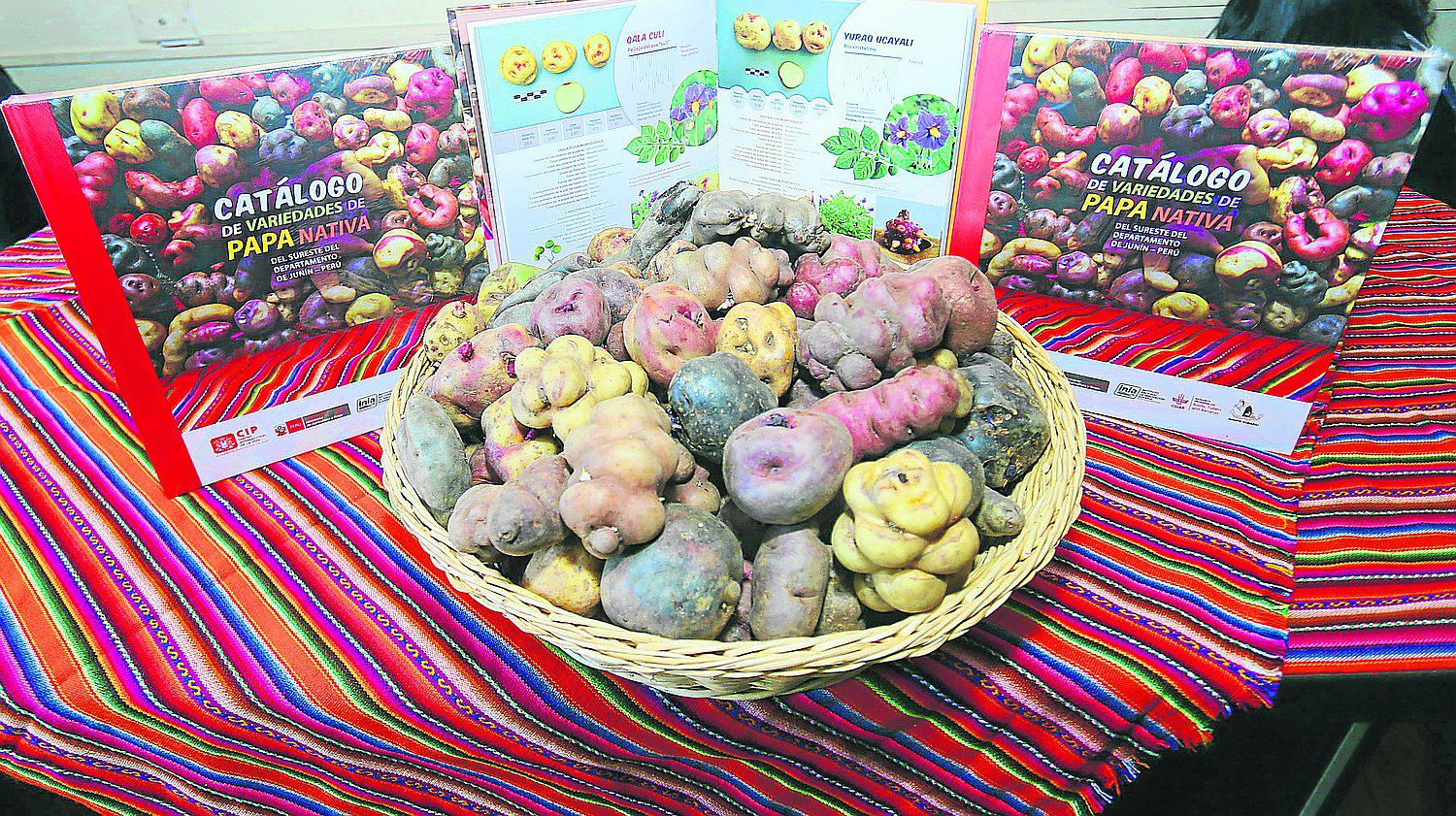 ​Agricultores cultivan más de 15 variedades de arveja, maíz, papa y quinua en INIA 