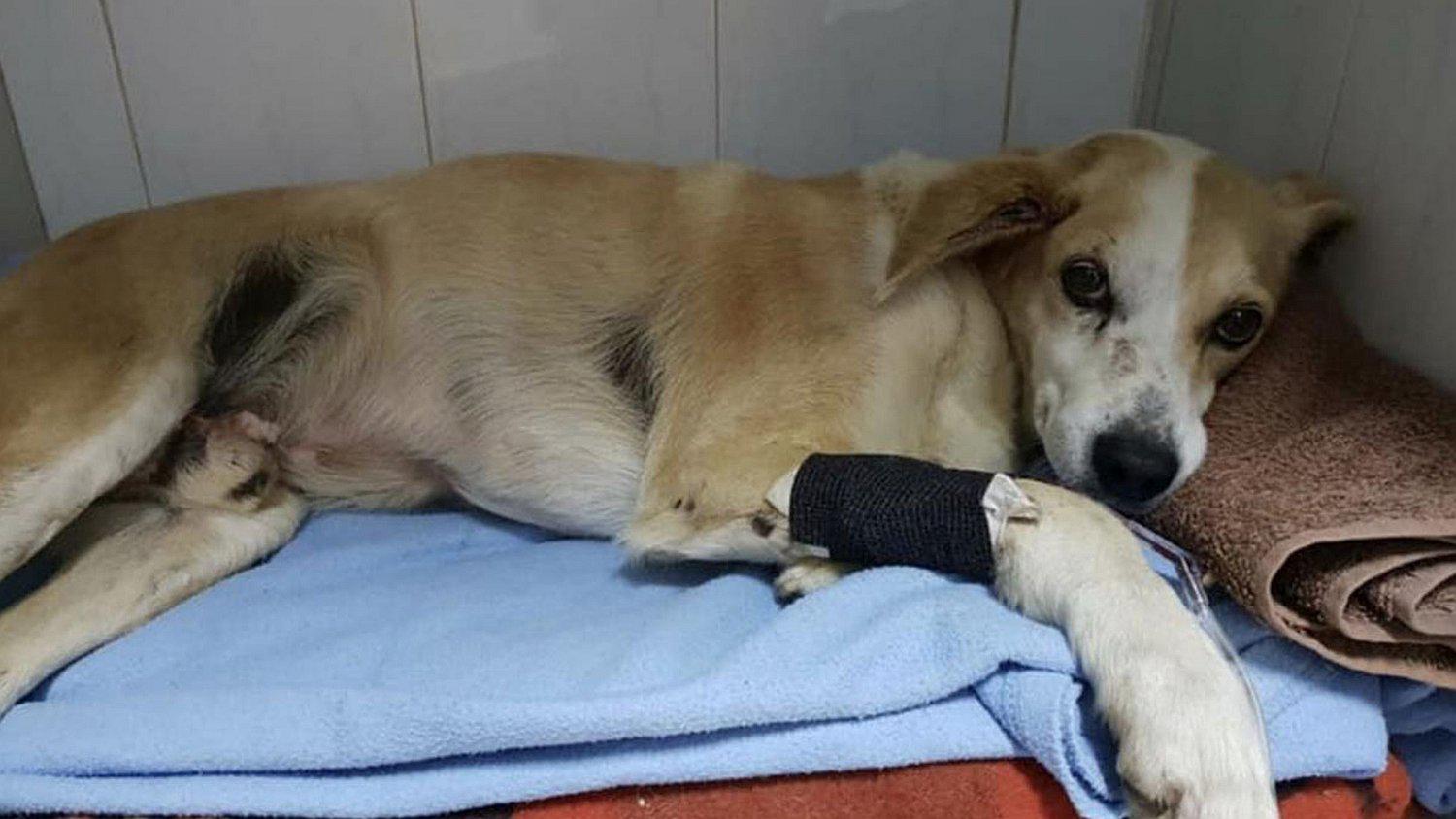 Gilbert Violeta presenta propuesta de SOAT para proteger a las mascotas atropelladas