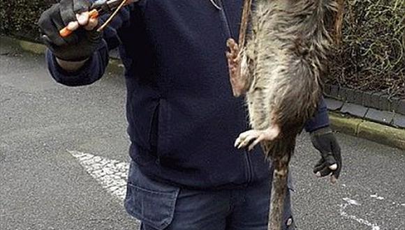Reino Unido: No matan a rata gigante por ser ecologistas
