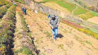 Chimbote: Advierten riesgos en la próxima cosecha por alto costo de fertilizantes y su falta de disponibilidad 