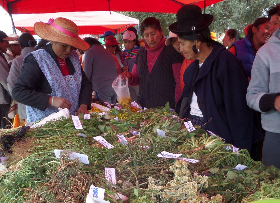 Puno: Exponen plantas medicinales en Viernes Santo 