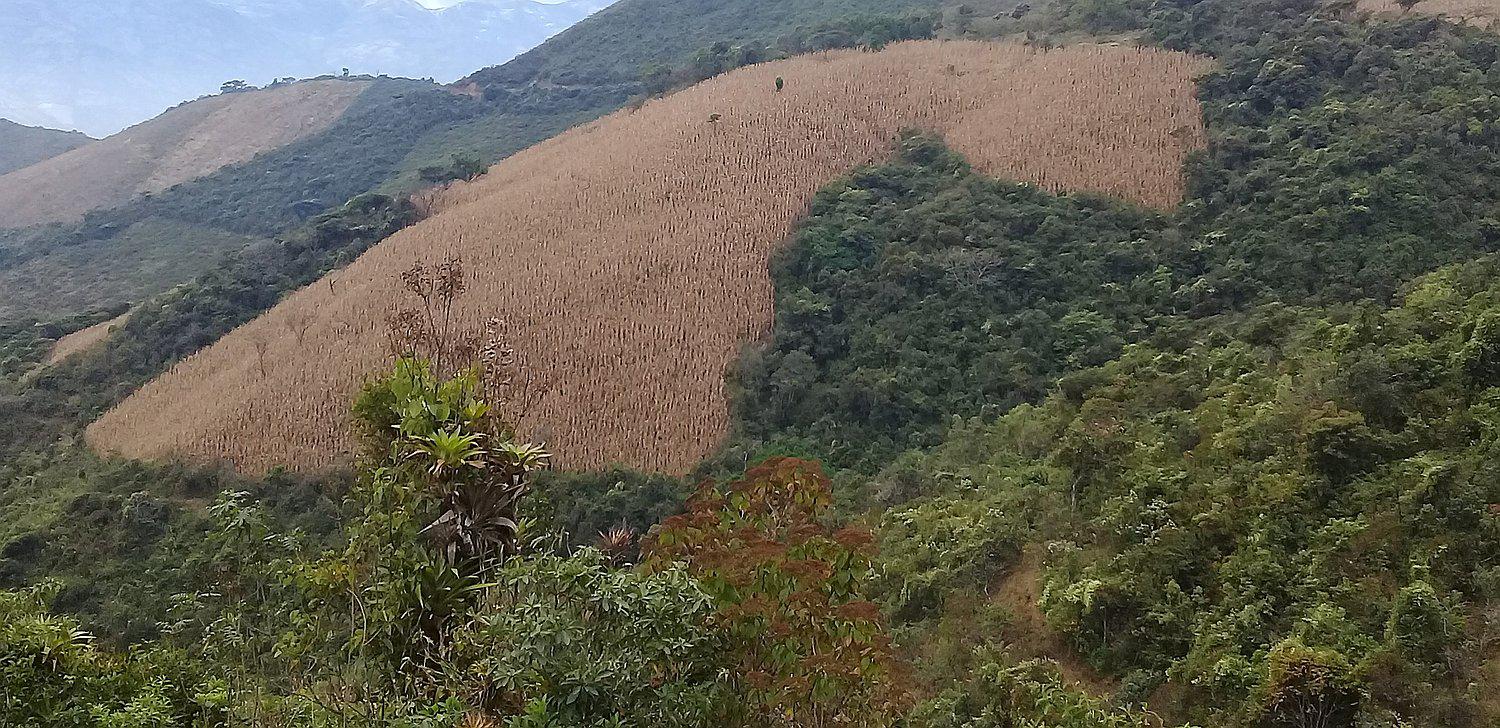 Piura: Recomiendan sembrar especies maderables para controlar deforestación en la sierra