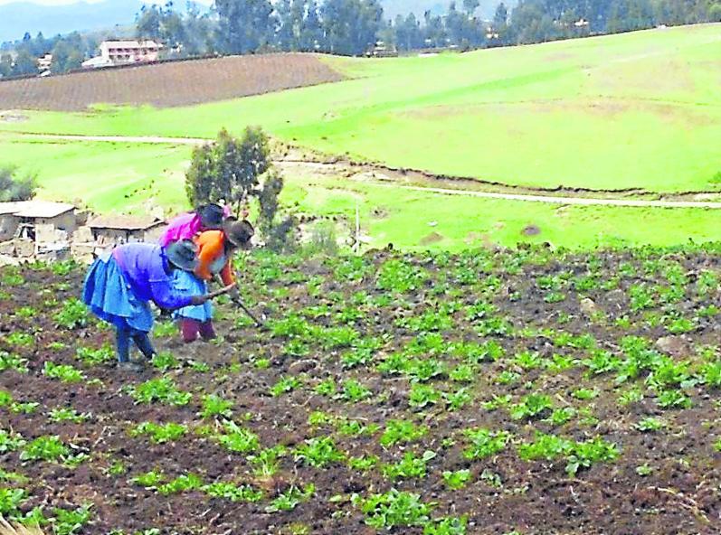 Agricultores prefieren sembrar papa y maíz