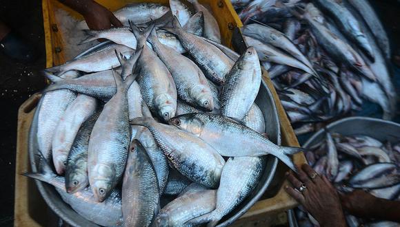 Advierten que dejaríamos de consumir pescado por culpa del calentamiento global