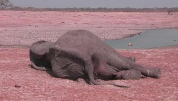Cerca de 300 elefantes murieron envenenados por cianuro