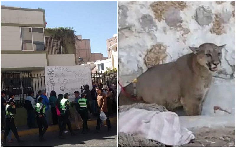 Animalistas protestan por la muerte de puma andino en Arequipa