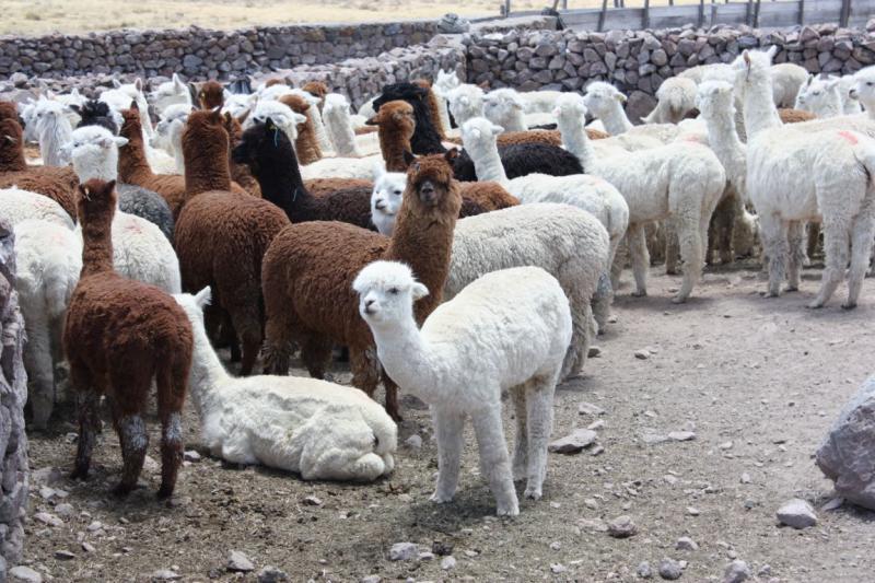 Alpacas se venden ilegalmente a Chile