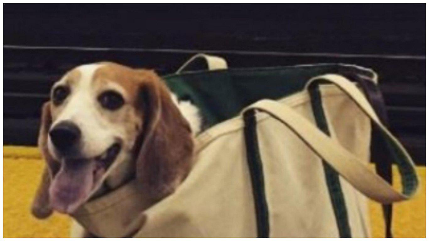 Prohibieron perros en metro "a menos que quepan en una bolsa" y usuarios hicieron esto (FOTOS)