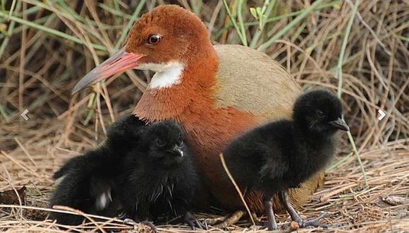 Ave regresa de la extinción en Madagascar y esta es la razón