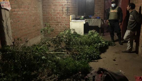 Efectivos de la Policía Nacional del Perú hallaron nueve plantaciones de marihuana y con su respectiva ramada en un inmueble del Barrio 1 de Alto Trujillo. (Foto: PNP)