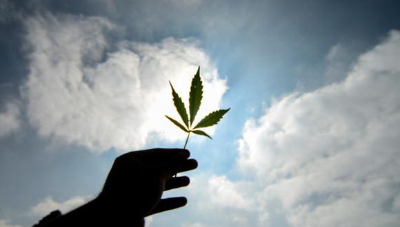 Arica: beneficiarán a 100 pacientes con uso de cannabis medicinal