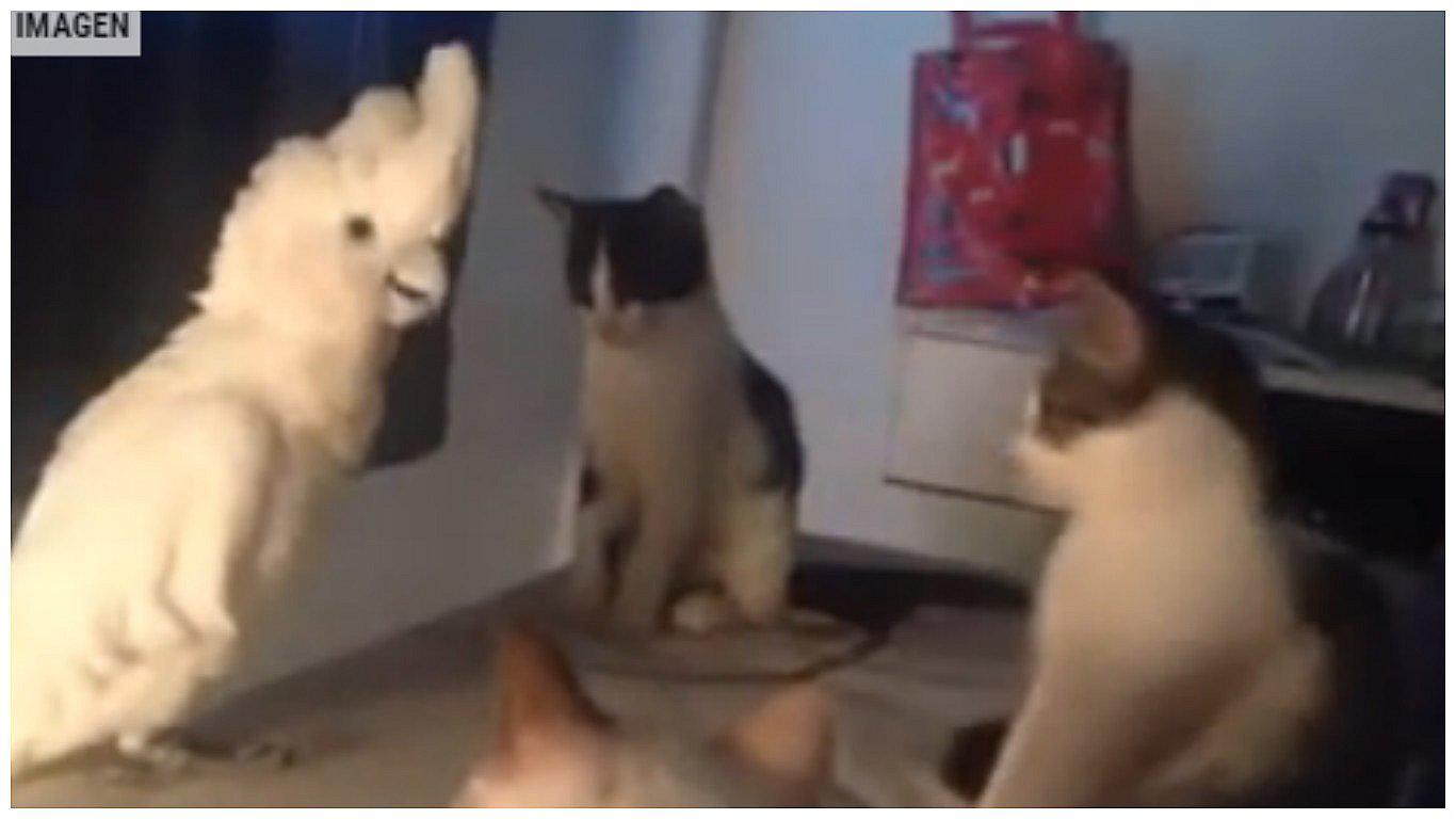 YouTube: Cacatúa "maulla" igual que grupo de gatos para caerles en simpatía (VIDEO)