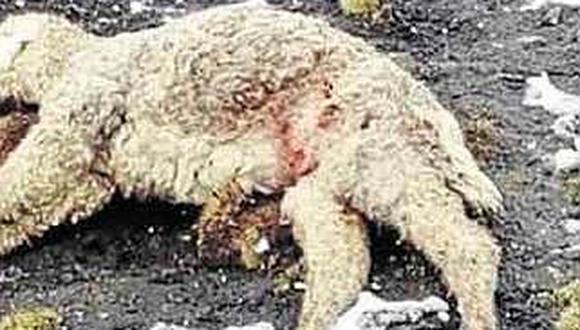Puno: treinta alpacas han muerto en últimos días en Laraqueri 