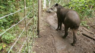 Tapir andino considerado en peligro de extinción aparece en área de conservación de Pacaipampa, en Piura