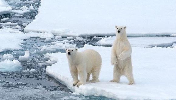El 2050 habrá un 30% menos de osos polares