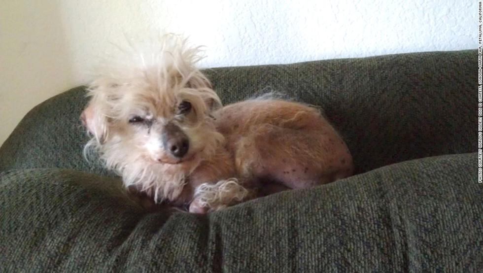 Concurso premia a los perros más feos (FOTOS)