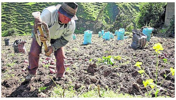 ​Agro Rural compra 219 mil toneladas de papa de Tarma y Concepción