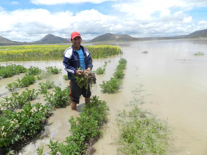 Tiqui Tiqui arrasa hectáreas de cultivo en la provincia de Huancane