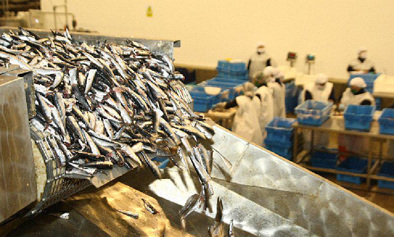 Menor captura de anchoveta afectó resultados de la Pesca