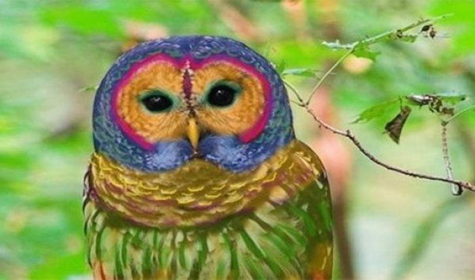 Diez fotos falsas que fueron virales