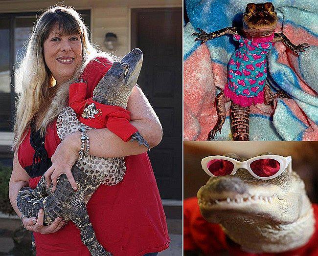 EEUU: Mujer tiene un cocodrilo como mascota y hasta le hace manicure (VIDEO) 