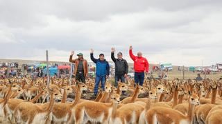 Autoridades y población realizan tradicional ‘chaccu’ de vicuñas