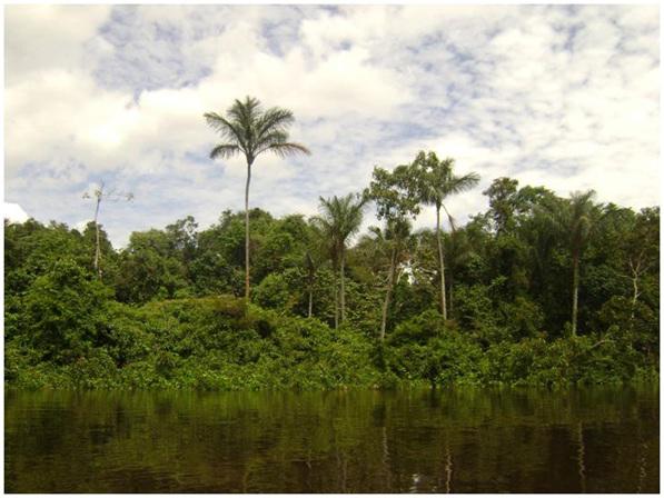 Reserva Nacional Allpahuayo Mishana cumple ocho años conservando la naturaleza
