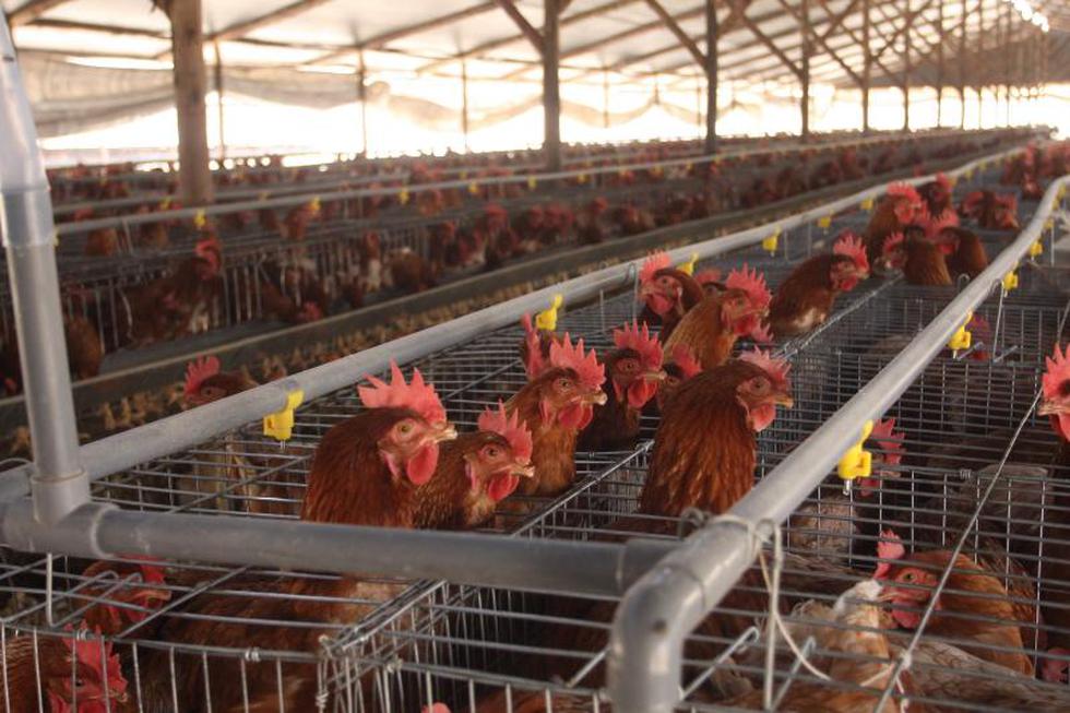 Arequipa produce mil toneladas de huevos al mes
