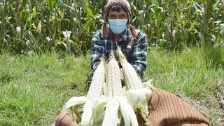 Productores del Valle Sagrado de Los Incas exportan más de 240 toneladas de maíz gigante a Europa