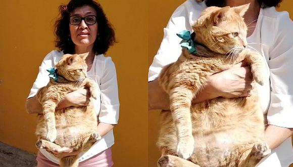 Reny es un gato que pesa 12 kilos y piden ayuda para que baje de peso (VIDEO)