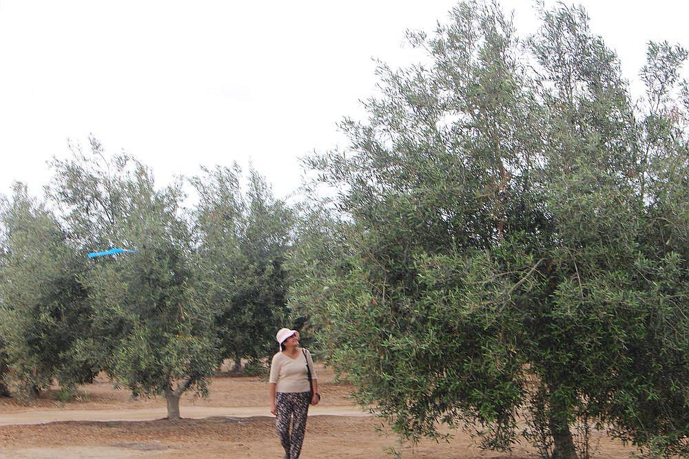 La Yarada Los Palos: plaga afecta el 65% de las plantaciones de olivo en Tacna 