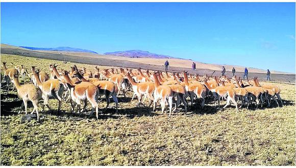 Ayacucho: 340 vicuñas son llevadas a otras comunidades por la falta de agua y comida