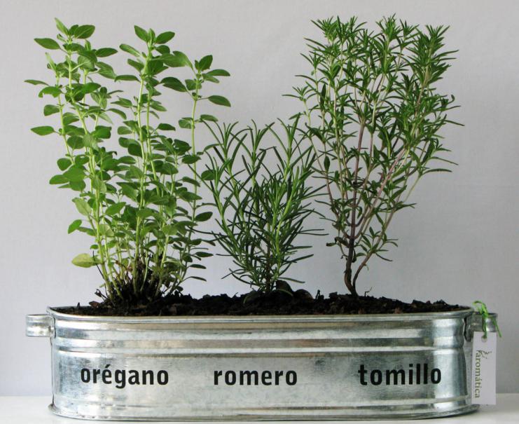 Plantas aromáticas son un excelente repelente natural de insectos