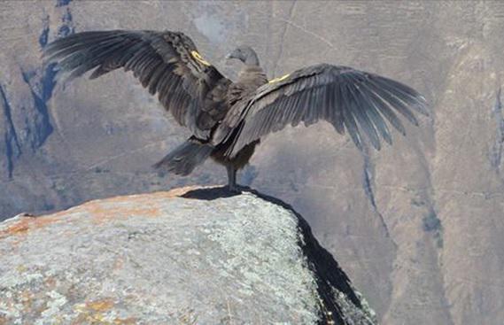 Ejemplar de cóndor es liberado en la sierra de Lima
