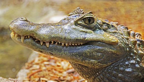 El cuerpo del menor fue encontrado en la boca de un caimán en el lago Maggiore. (Foto referencial: Pixabay)