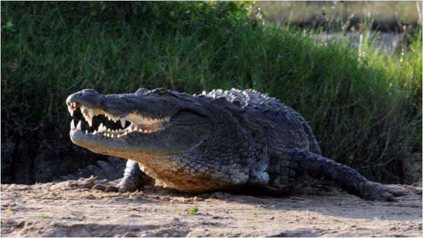 Mujer de 79 años desaparece de su asilo y muere devorada por un cocodrilo 