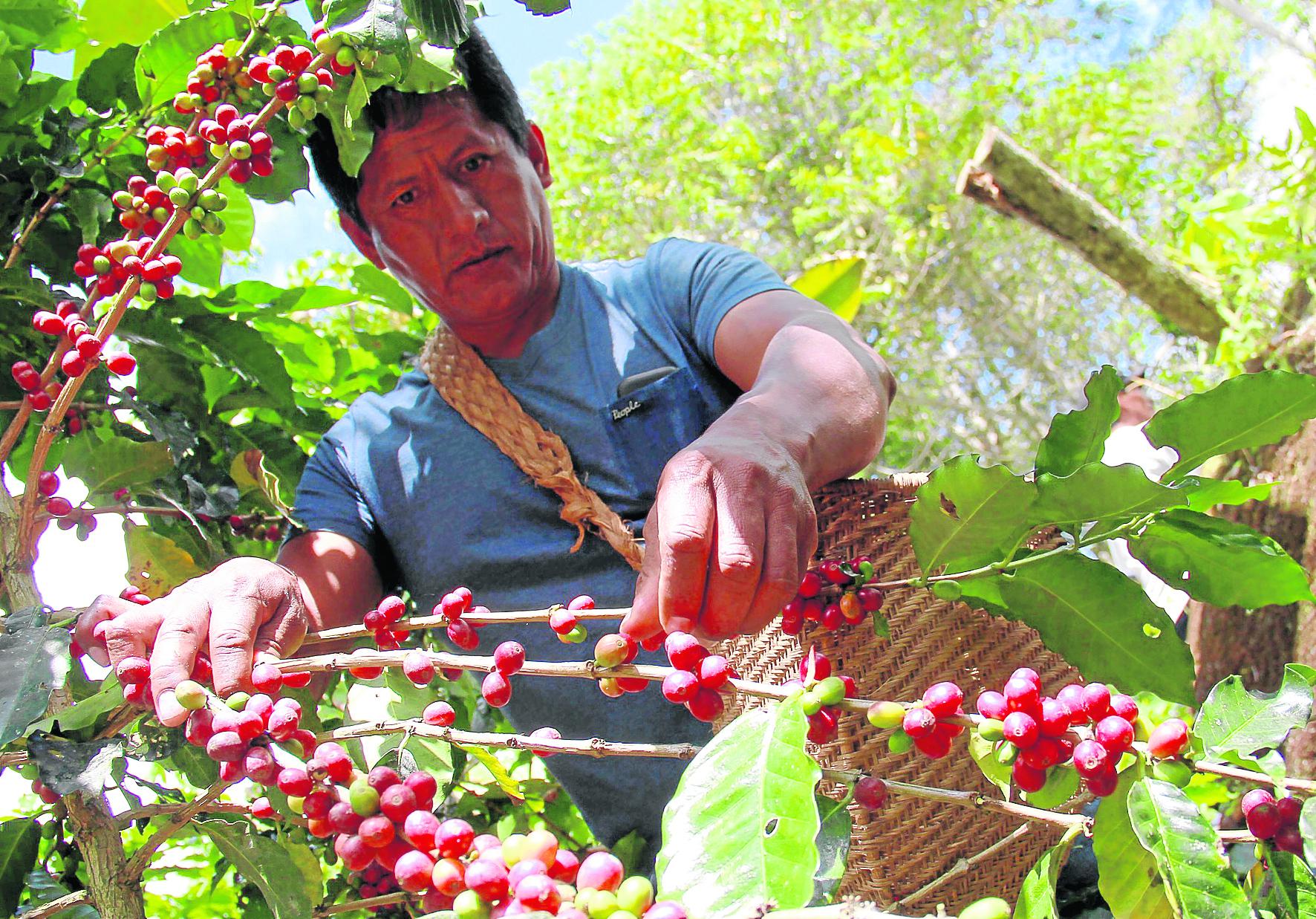 Subastan café de Chanchamayo a nivel internacional