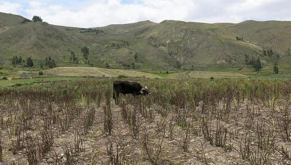 Puno: más de 5 millones de soles para indemnizar a agricultores del Altiplano