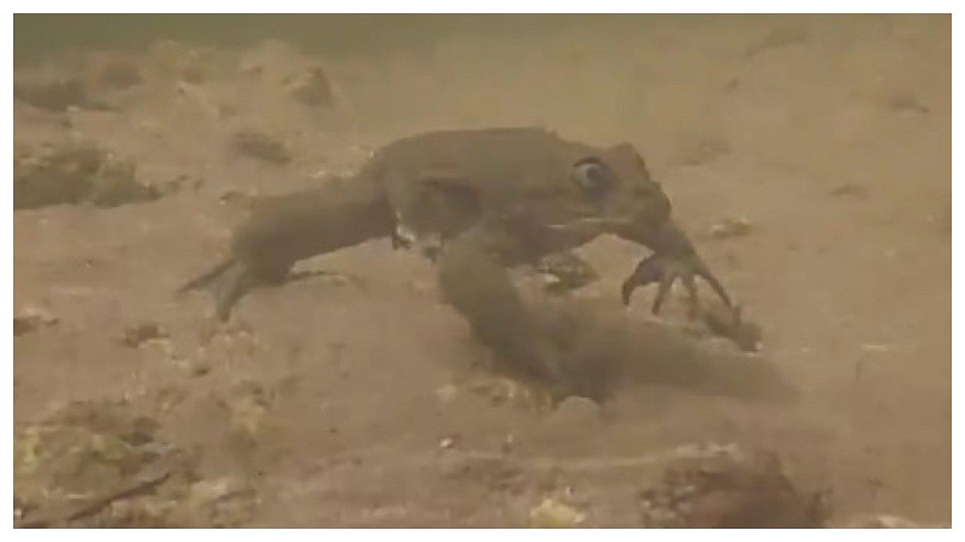 Hallan en Perú una especie de rana amenazada que era consumida en jugos (VIDEO)