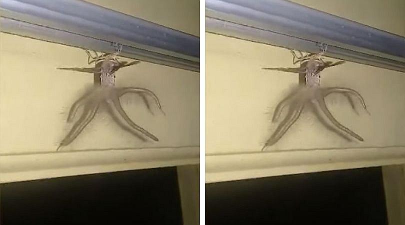 Una polilla con tentáculos se aloja en el techo de una casa en Indonesia (VIDEO)