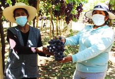 Certifican campos para agroexportación de uva de Moquegua